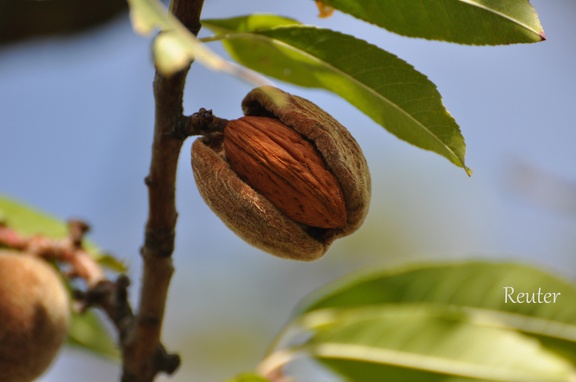 Mandelbaum (Prunus dulcis)
